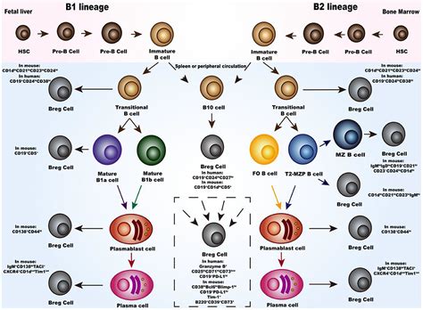 Frontiers Regulatory B Cells And Its Role In Central Nervous System