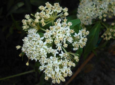 Swamp Milkweed Ice Ballet Asclepias Incarnata Ice Ballet Growing Guides