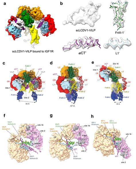 Relative Conformations Of The Apo And Ligand Bound Igf R Ectodomain A