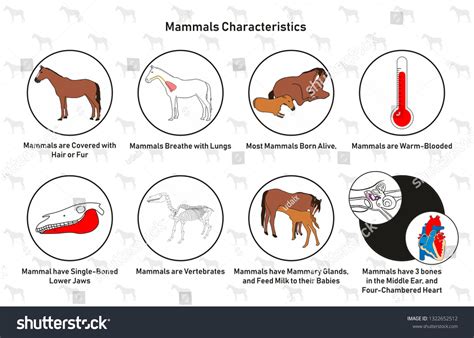 Mammals Characteristics