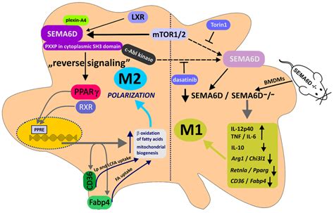 Illustration Of The Mtorsema Dppar Signaling Pathway In Controlling