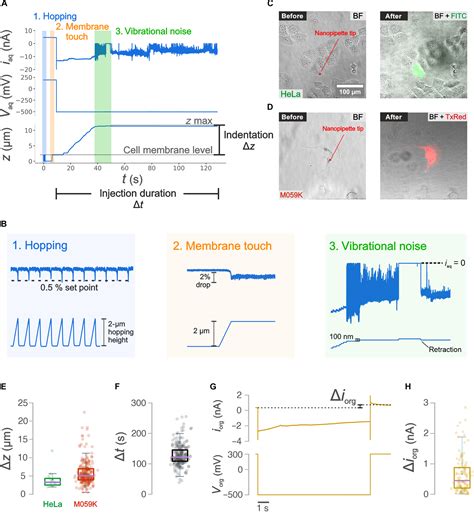 Single Cell Nanobiopsy Enables Multigenerational Longitudinal