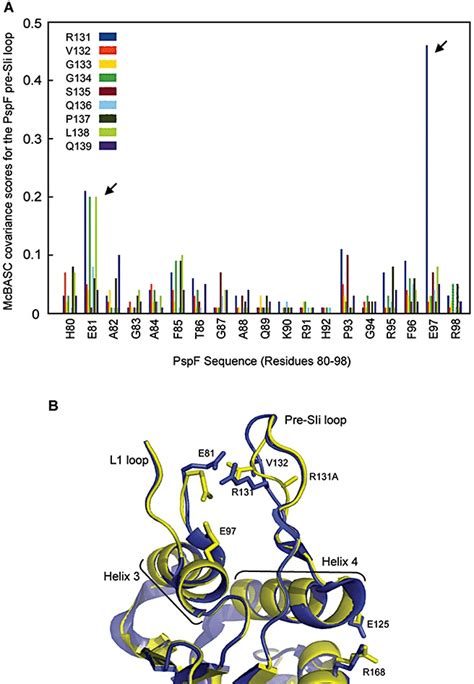 A Conserved Switch Between The Pre SIi And L1 Loops Exists Within