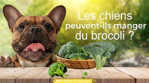 Les Chiens Peuvent Ils Manger Du Brocoli