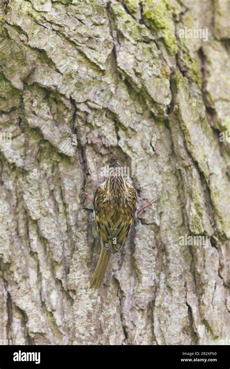 Common Treecreeper Certhia Familiaris Adult Perched On Trunk With