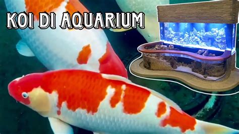 Tips Memelihara Ikan Koi Di Aquarium Dengan Benar Part Youtube