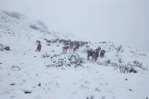 Frío Extremo Senamhi Anuncia Temperaturas De Hasta 10 Grados Bajo Cero En Tres Regiones Del Sur