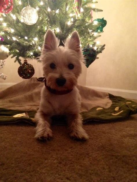 Christmas Westie Westie Puppies Doggies Scottie Terrier West