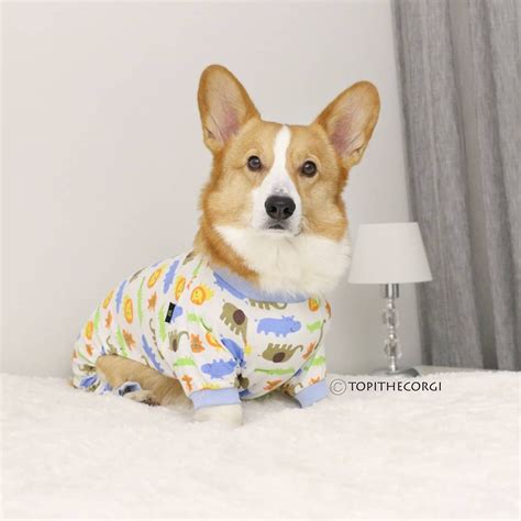 7395 Likes 102 Comments Topi The Corgi Topithecorgi On Instagram