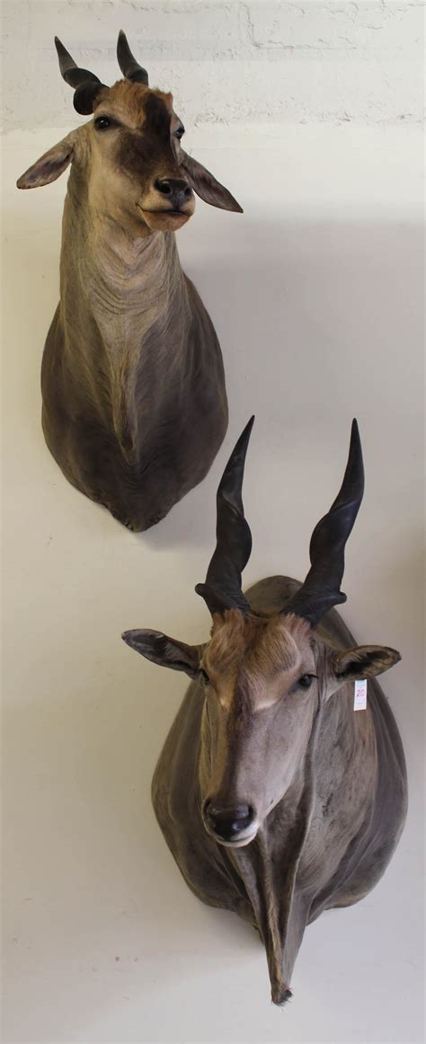 Lot Two African Eland Taxidermy Mounts