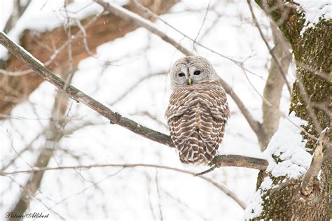 Chouette Ray E Barred Owl Patrice Allibert Flickr