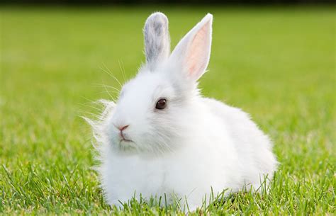 Exploring The World Of 10 Of The Cutest White Rabbit Breeds 2025