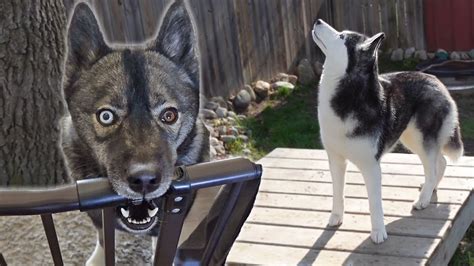 My Husky Demands Daily Walks Youtube