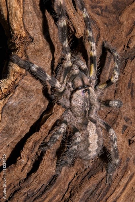 An Indian Ornamental Tarantula Poecilotheria Regalis Clings To The