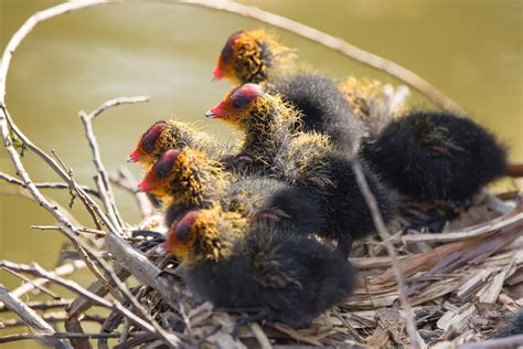 Les Conseils Surprenants Pour Sauver Un Oiseau Tomb Du Nid