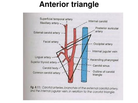 PPT - Anterior triangle PowerPoint Presentation, free download - ID:5436377