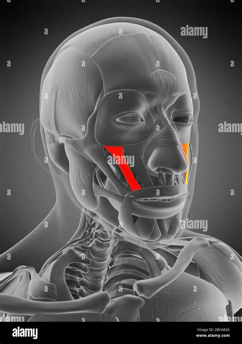 Zygomaticus minor muscle, illustration Stock Photo - Alamy