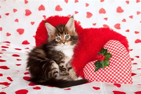 Kitten With Valentine Theme By Shutterstock Valentines Day Cat Cat Valentine Kitten Wallpaper