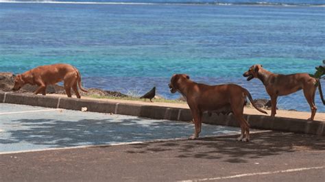 Polyn Sie Le Fl Au Des Chiens Errants