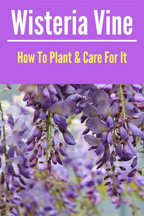 Learn How To Grow Wisteria In Your Yard With These Simple Tips Garden