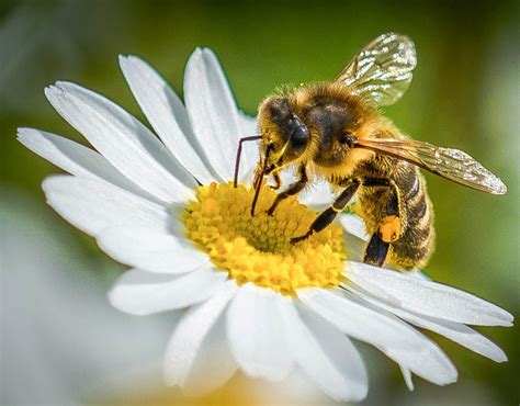 Picture By George Gray Took This Photo Of A Bee Gathering Nectar From A Daisy In Culloden