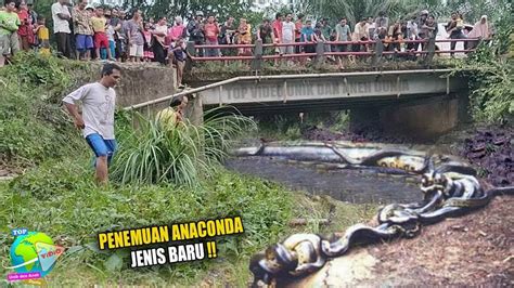 Inilah Anaconda Hijau Species Baru Yang Baru Ditemukan Warga Konon