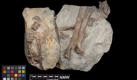 First Jurassic dinosaur discovered in Wales goes on display today at ...