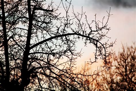 Sunset Tree Branches Dry · Free photo on Pixabay