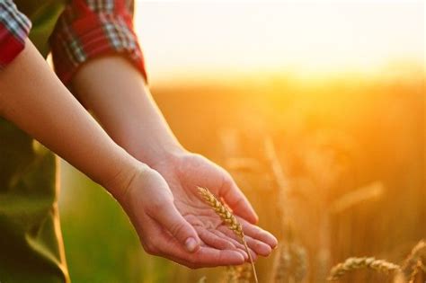 Mulher Agricultora Caminha Por Um Campo Amarelo De Trigo Maduro E Toca