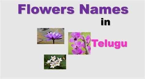 Flower Names In Tamil Learn Names Of Flowers In Tamil Off