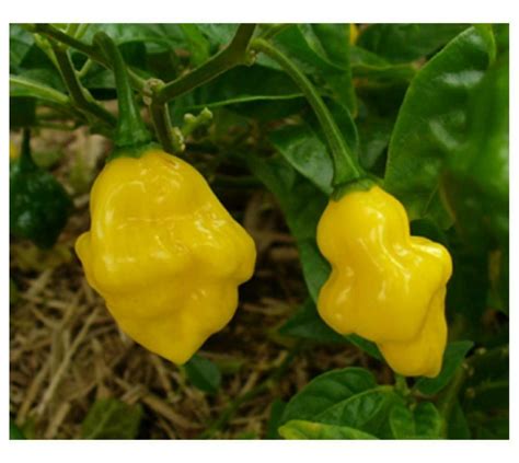 Pepper Hot Habanero Yellow Organic Premier Seeds Direct