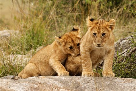 How Long Do Lions Live Discover The Lion Lifespan With Photos