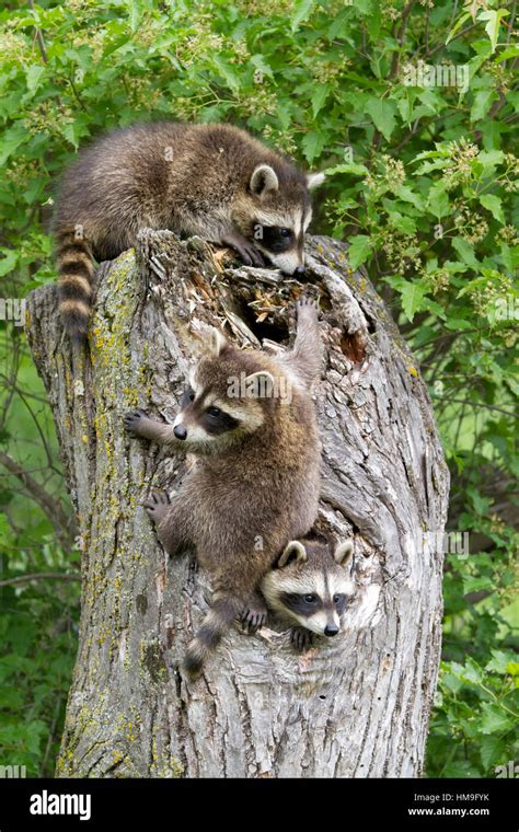 Trois Ratons Laveurs Procyon Lotor Banque De Photographies Et Dimages