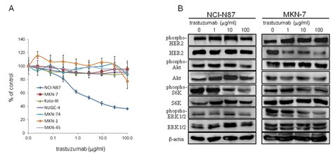 Inhibition Of The Mtor S K Signal Is Necessary To Enhance Fluorouracil