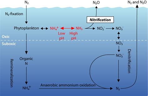 Ocean Acidification Changes Nitrogen Cycling In World Seas All Images