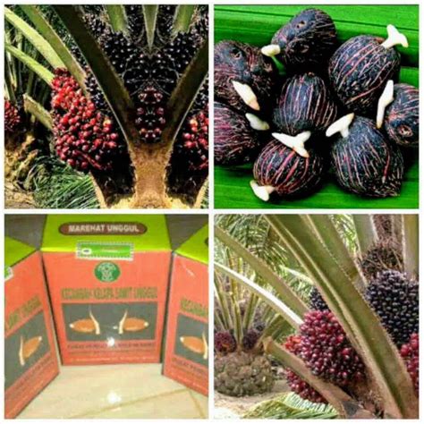 Jual Benih Bibit Kecambah Polong Tanaman Kelapa Sawit UNGGUL DXP PPKS