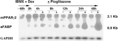 Increases In PPAR2 And A FABP MRNA Abundance During The Early Stages Of