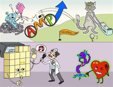 Bronchodilators Leukotriene Antagonists And Methylxanthines Osmosis