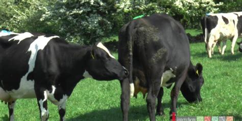 Reasons Why You Should Use An Injection To Worm Your Dairy Cows