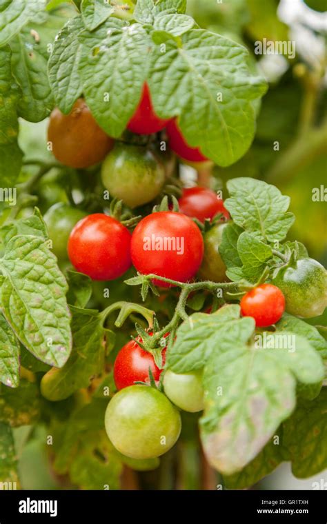 Cherry tomato plant hi-res stock photography and images - Alamy