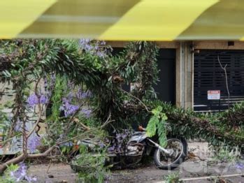 Parte De Rvore Cai Em Cima De Motociclista De Anos No Centro De