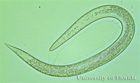 Entomopathogenic Nematodes