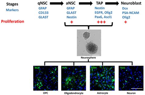 Cells Free Full Text Endogenous Neural Stem Cell Mediated