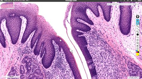 Digestive System Histology Part Youtube