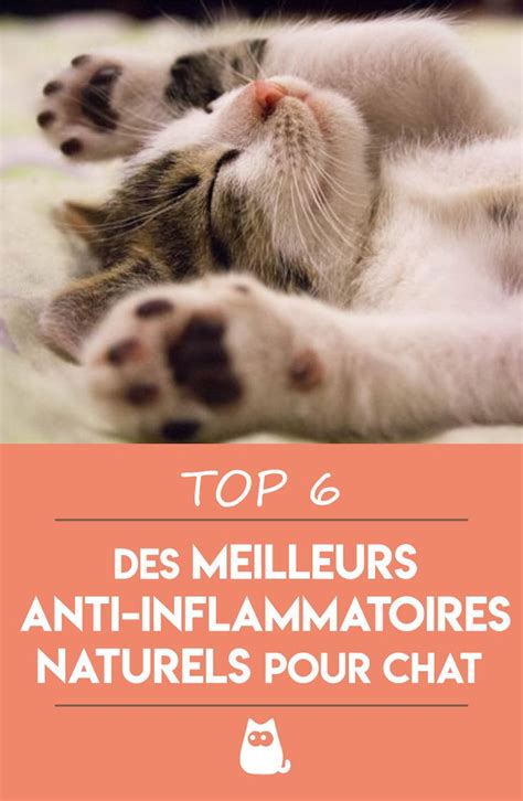 Anti Inflammatoires Naturels Pour Chats Les Meilleurs Rem Des Maison