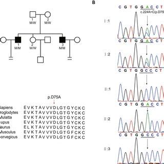 Identification Of A Homozygous ACTL7A Mutation In The Two Infertile