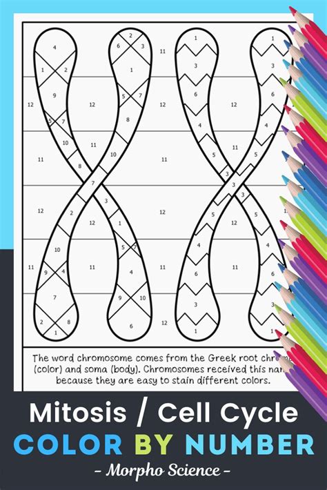 Mitosis And The Cell Cycle Color By Number Science Color By Number