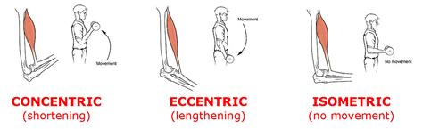 Hamstring Injuries: The Best Hamstrings Strength Exercises to Prevent ...