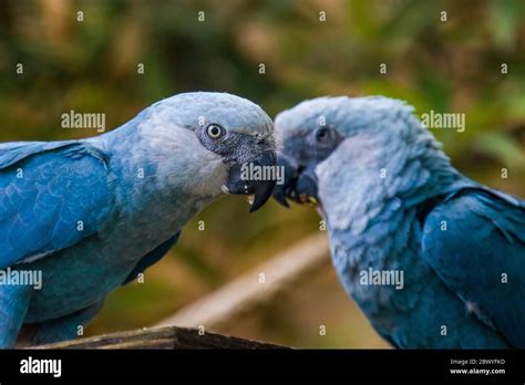 The Spix's macaw is a macaw native to Brazil. The bird is a medium-size ...