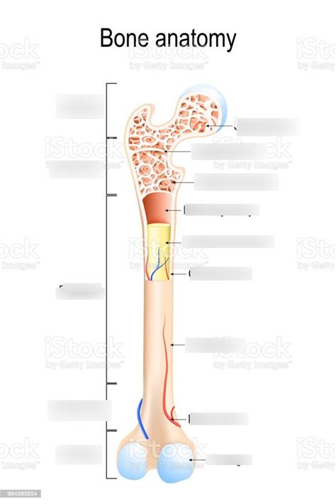 bone anatomy diagram quizlet